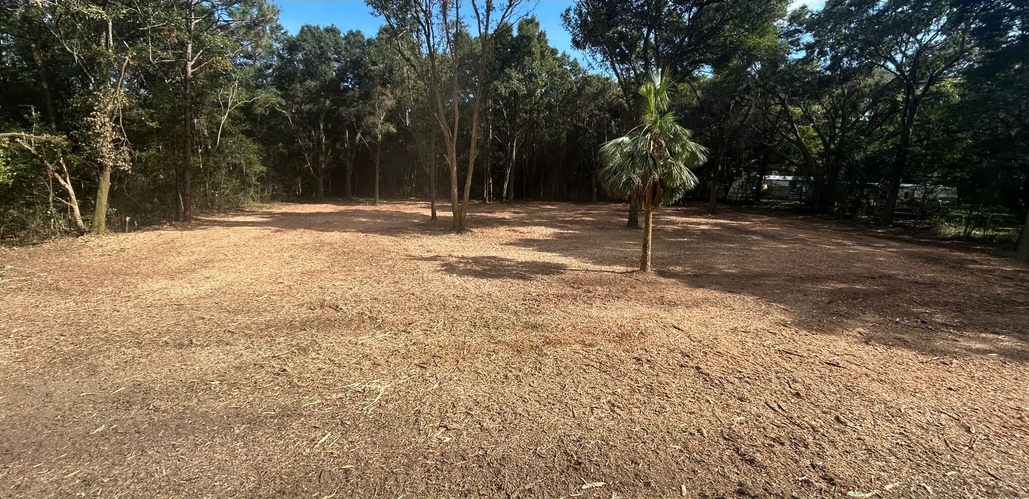 Wooded lot cleared and mulched beneath mature oaks by Clearview Contracting Solutions, land clearing in Northwest Florida