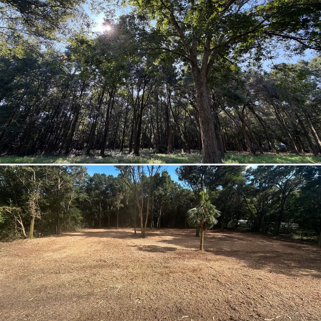 Before and after: understory beneath mature oaks mulched to a clean floor, keeper trees standing