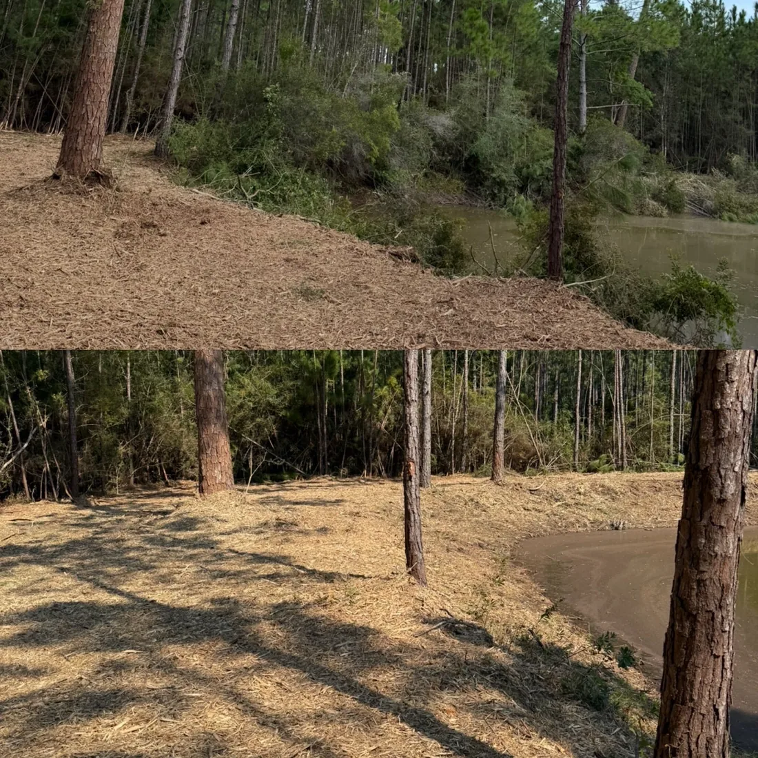 Before and after: overgrown pond bank mulched clean around the keeper pines