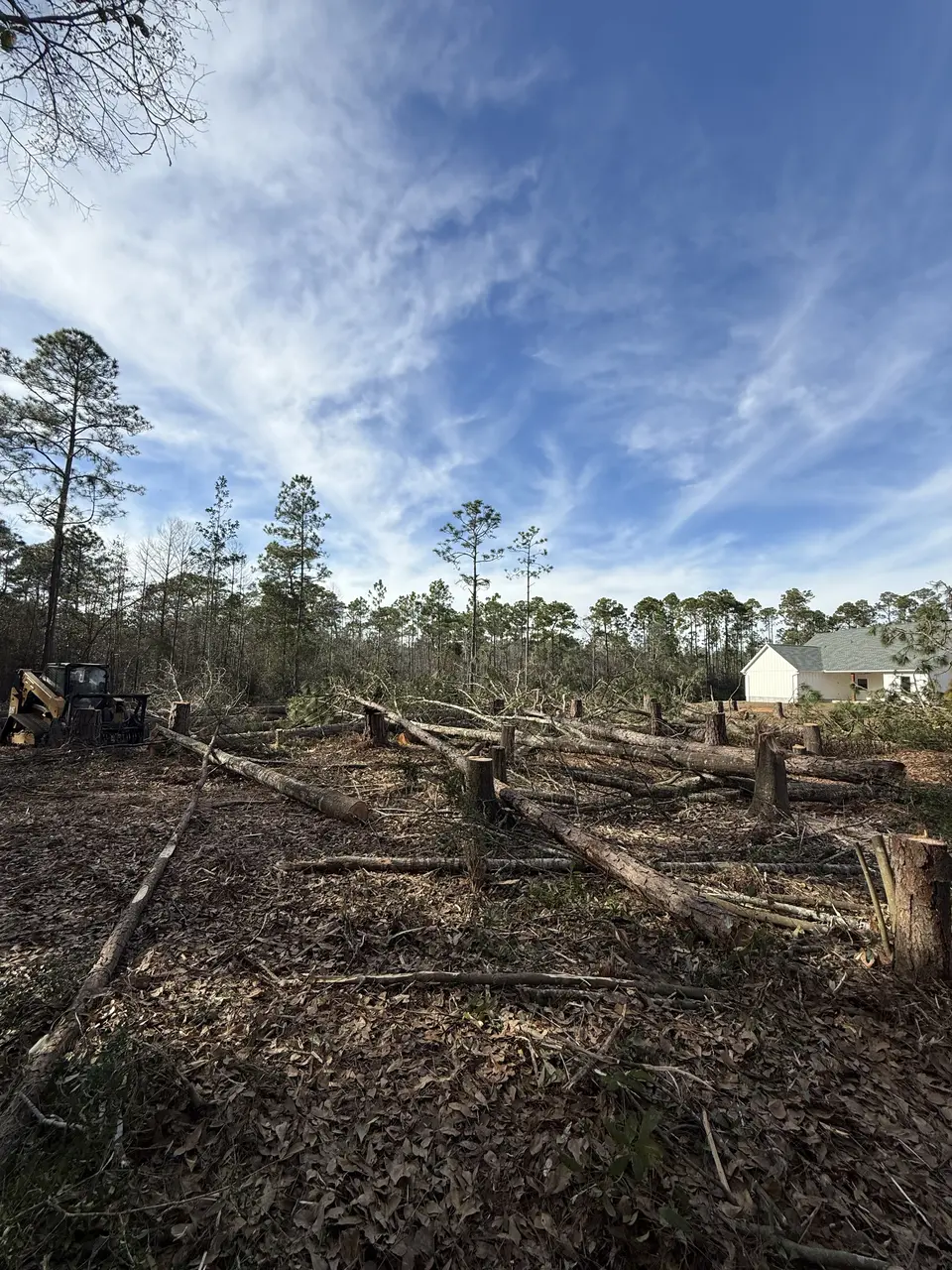 Felled pines processed and cleared during land and dirt work