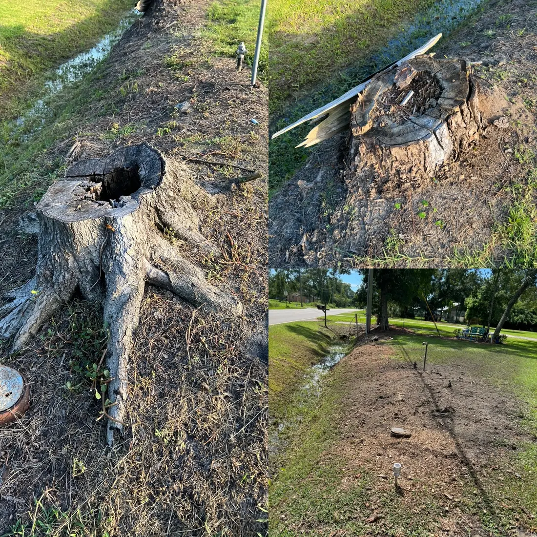 Rotting stumps ground down along a ditch line